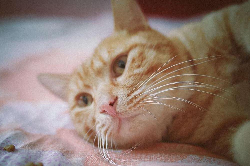 國產三大安全貓糧品牌及其在食品互聯網銷售中的特點